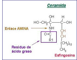 CERAMIDAS