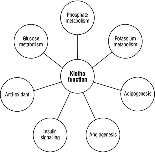 Proteína a-klotho