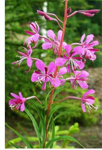 Epilobium Angustifolium