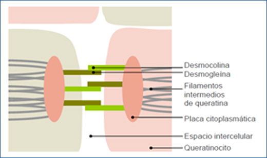 Peeling Biomimético para arrugas de expresión