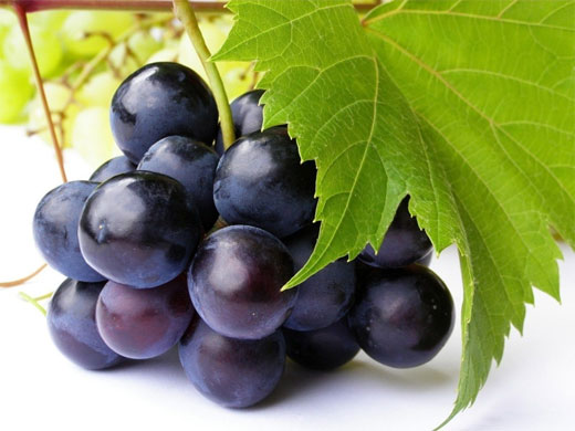 RESVERATROL