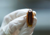 Segn un hallazgo cientfico, la leche de cucaracha podra convertirse en un superalimento del futuro